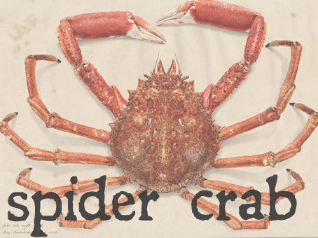 spider crab.jpg