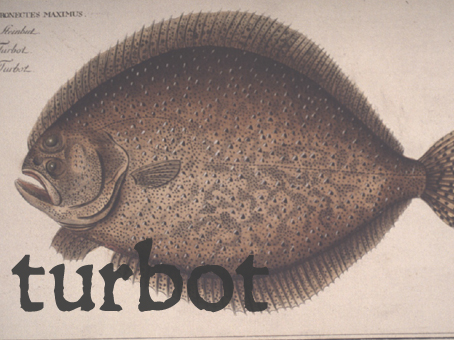 turbot.jpg