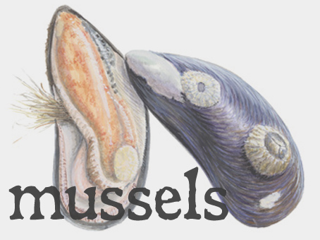 mussels.jpg