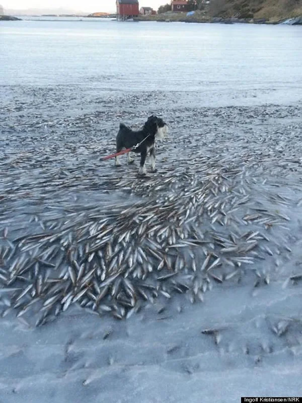 fish-freezer-norway.jpg