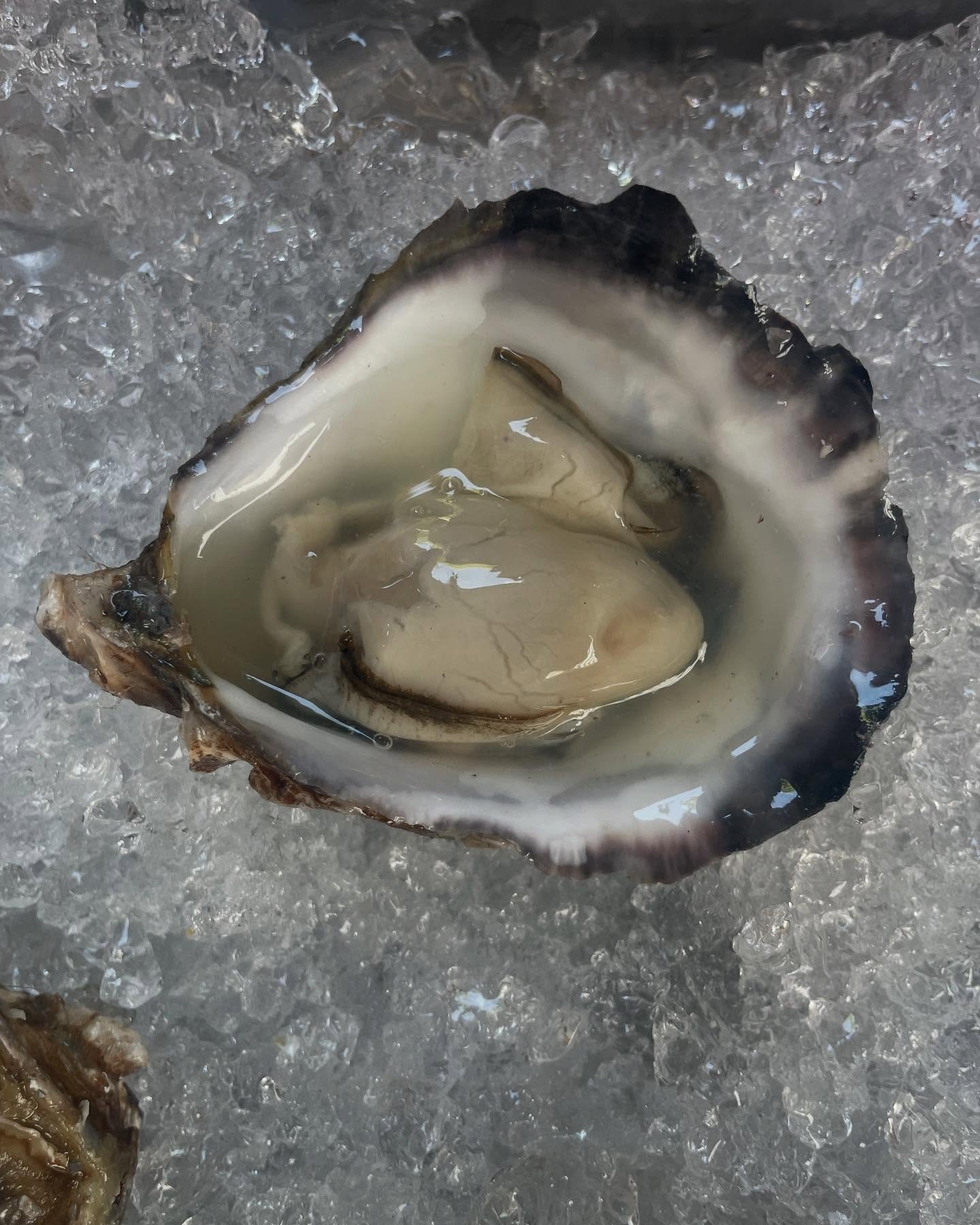 Did you know we shuck delicious fresh oysters @growingcommunities farmers market every Saturday from 10am to 2.30pm.

We have a choice of garnishes - rhubarb &amp; shallot mignonette - Japanese mignonette - Tabasco - lemon.

At the moment the oysters