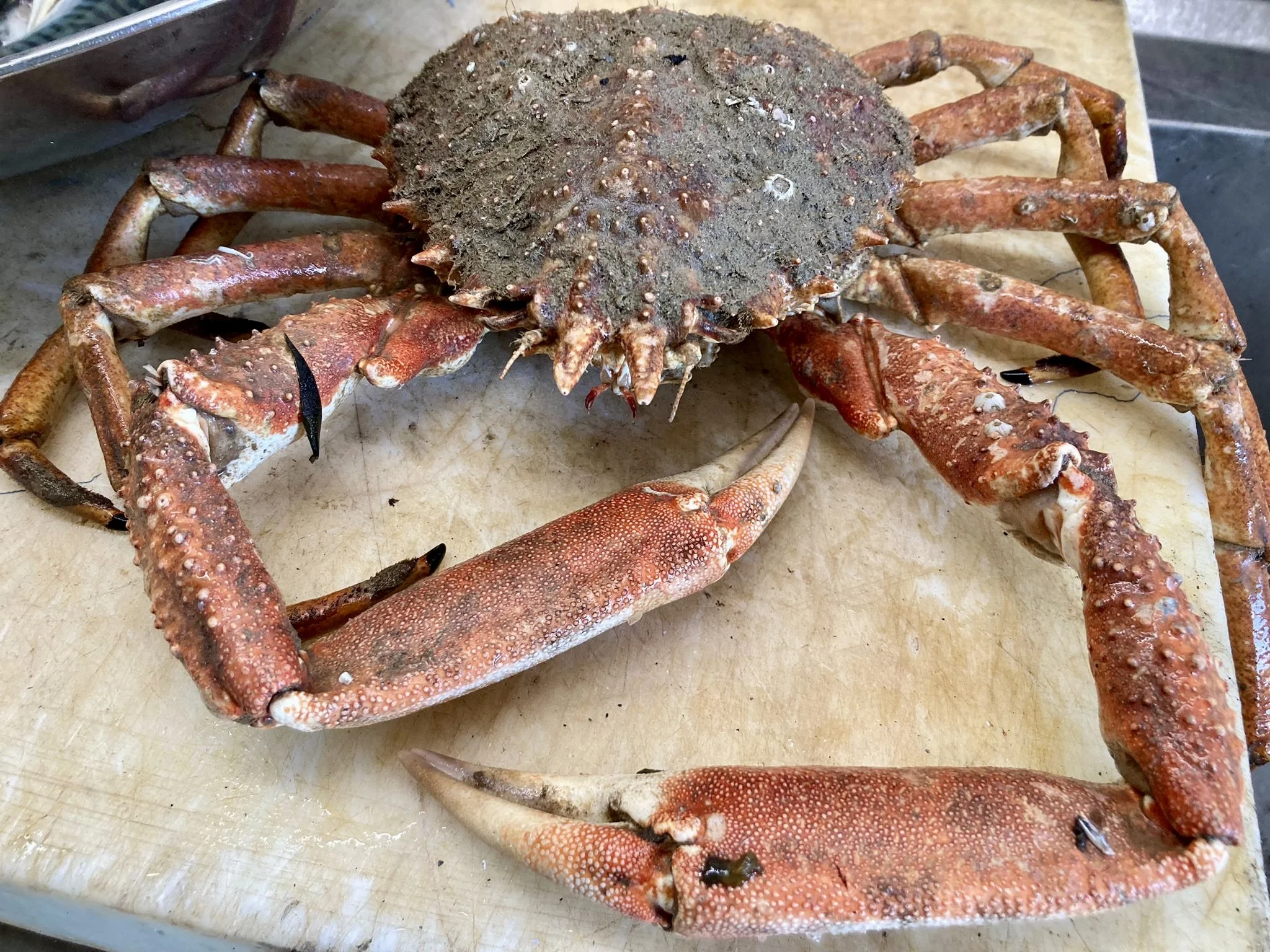 Spider crab shellfish — SoleShare