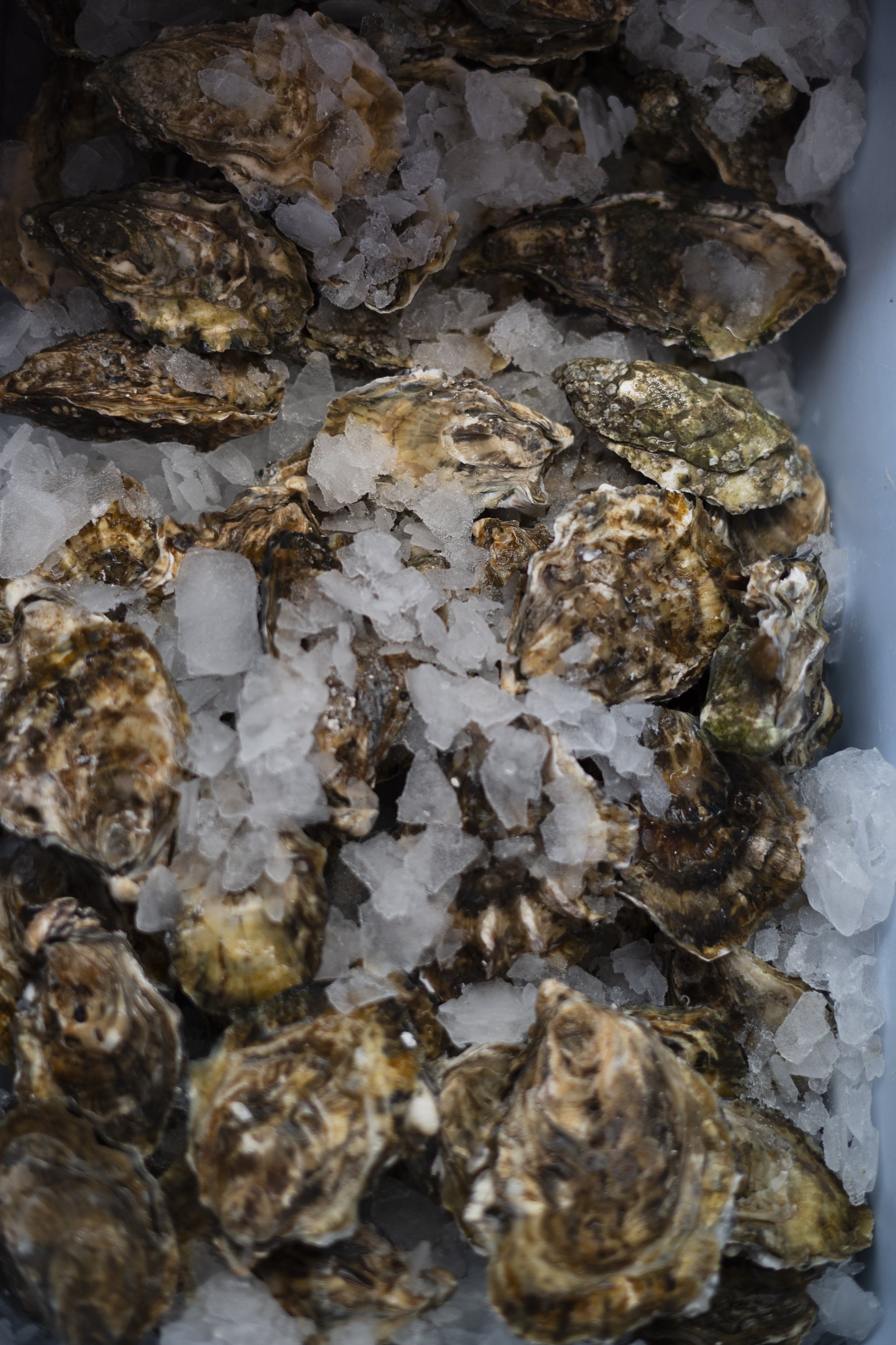 soleshare oysters.jpg