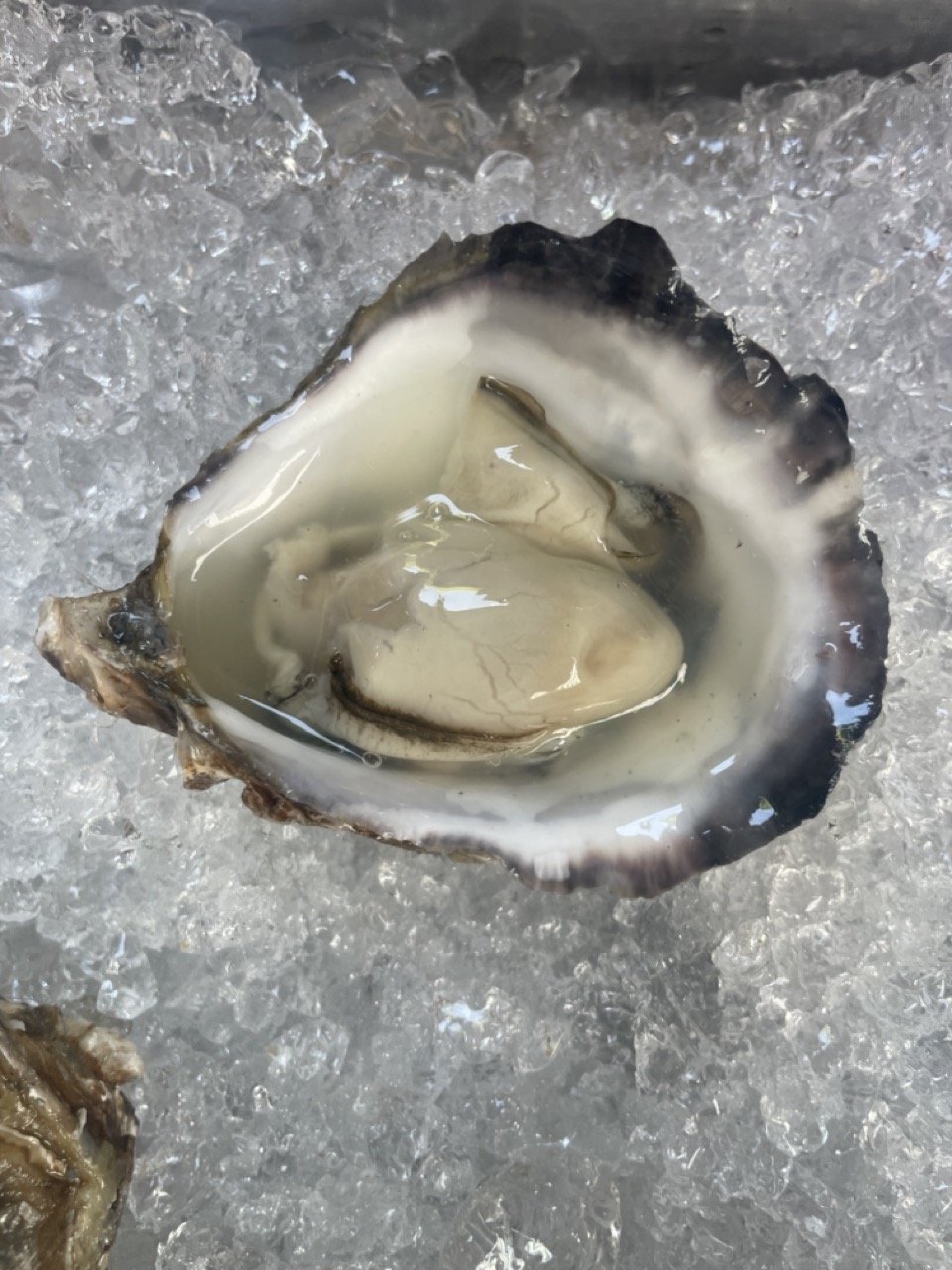 SOLESHARE SHUCKED OYSTERS Large.jpeg