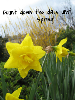 Spring.jpg