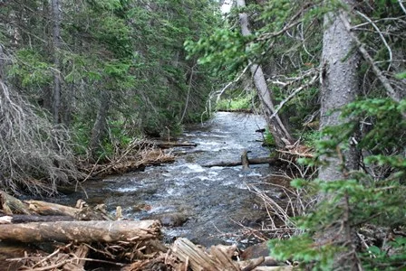Middle Fork 809 105.jpg