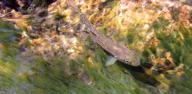 Watch the trout to detect strikes when you're sight-nymphing. 