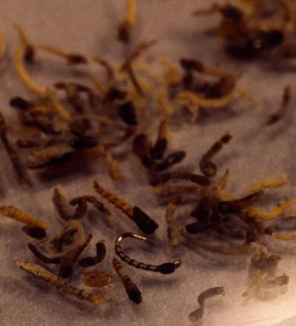 Emphasize segmentation when designing your midge larva and pupa imitations.