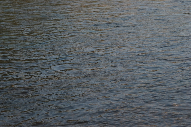 A "trout track" may be the remnants of a rise that has already occurred.