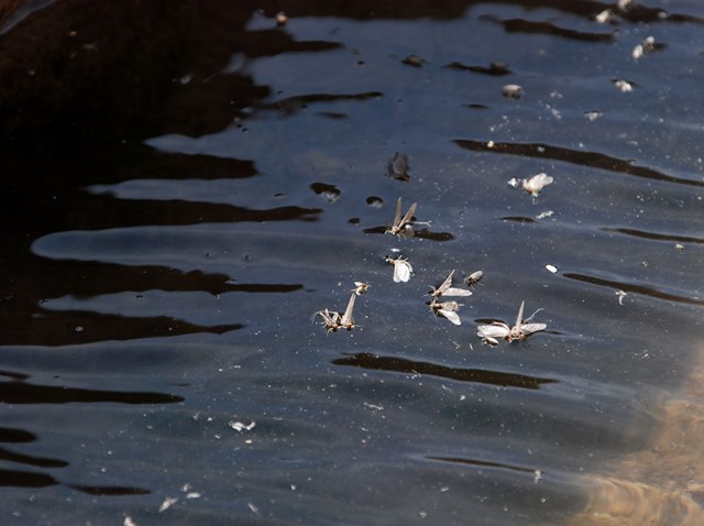 Blue-winged Olive blow overs.