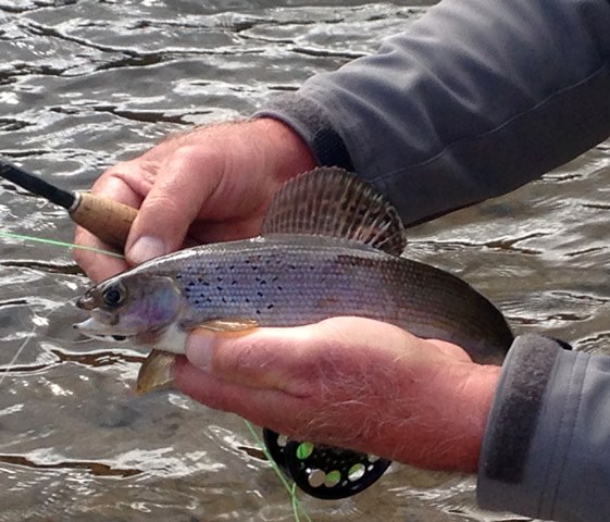 LONE ANGLER JOURNAL — Ed Engle Fly Fishing