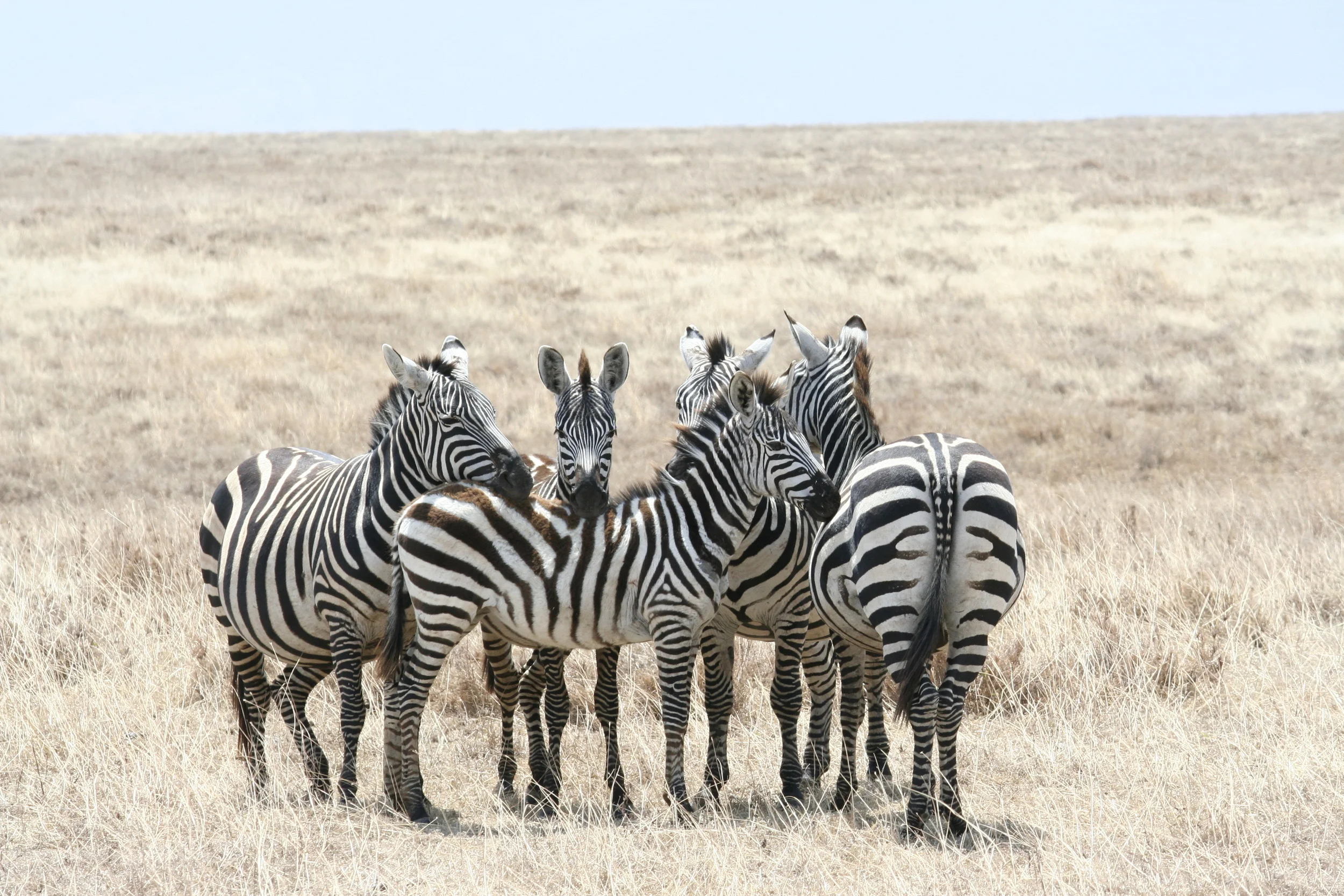 We were all so excited about the lion...and didn't get a picture before he rolled over and got lazy. But these zebras were pretty awesome too! :)