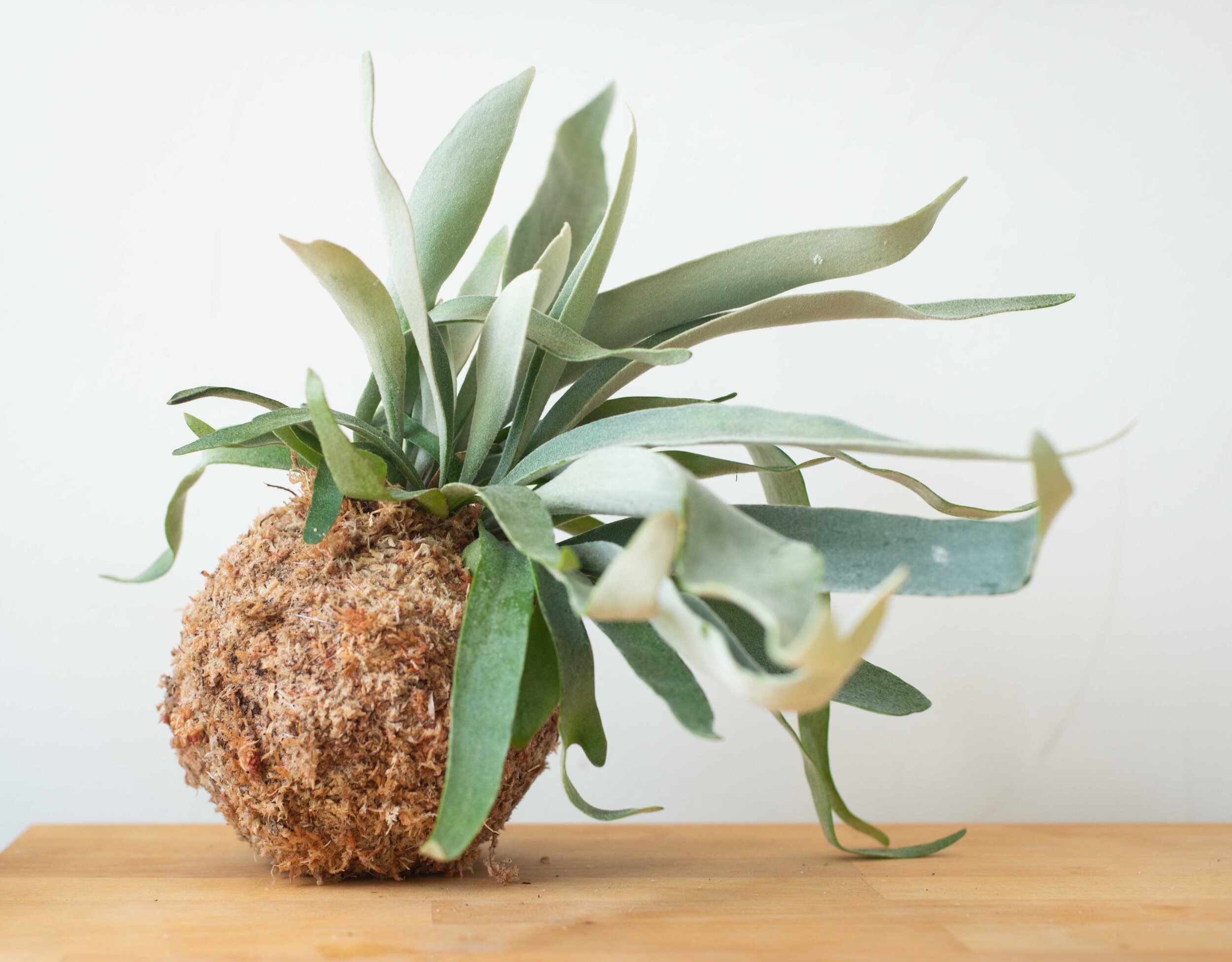 Above: Staghorn fern wrapped in the Japanese style ‘kokedama’ root ball.