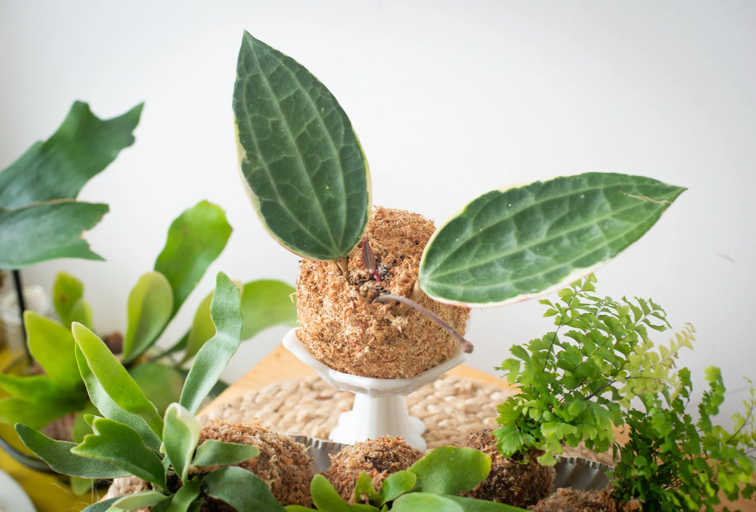 Above: Hoya macrophylla Albomarginata kokedama.