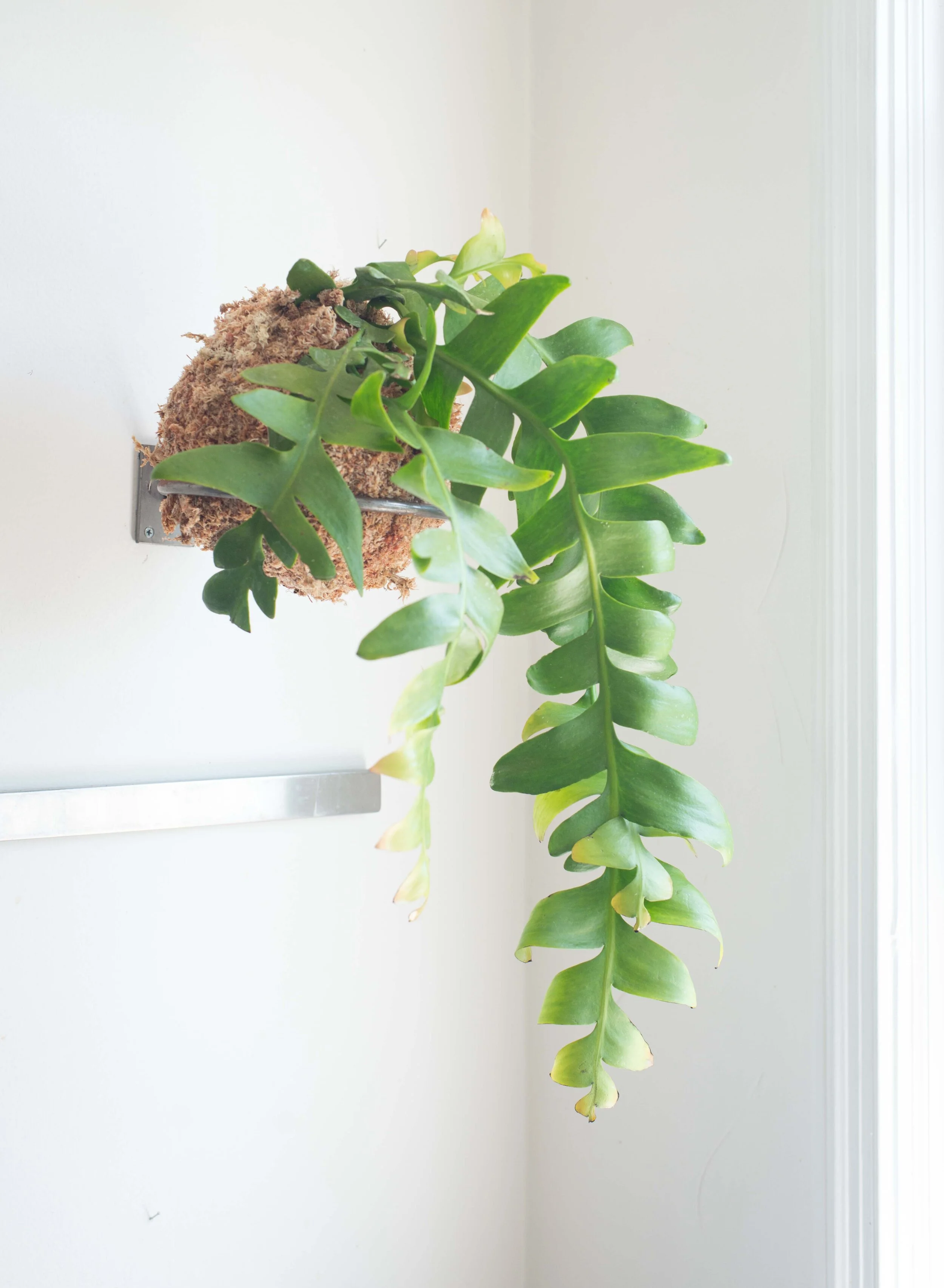 Above: Fernleaf cactus (Selenicereus chrysocardium) kokedama.