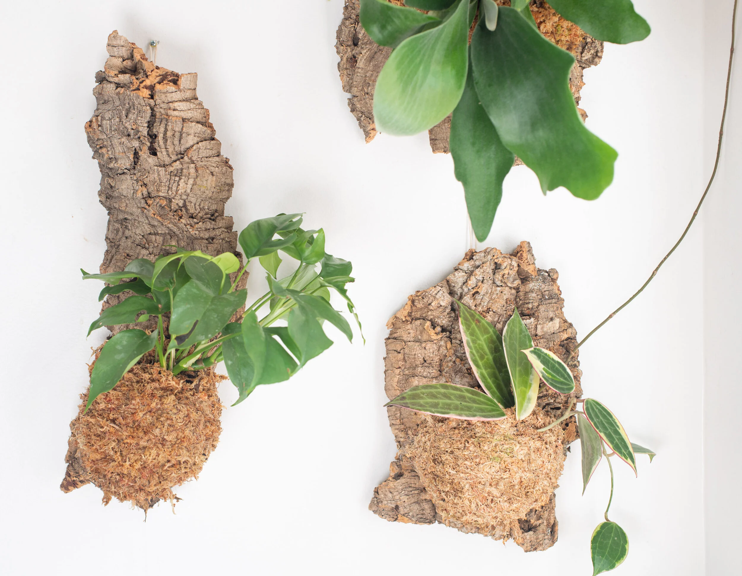 Cork-mounted plants are striking wall pieces, but are generally easy care. More plant-y bang for your buck!
