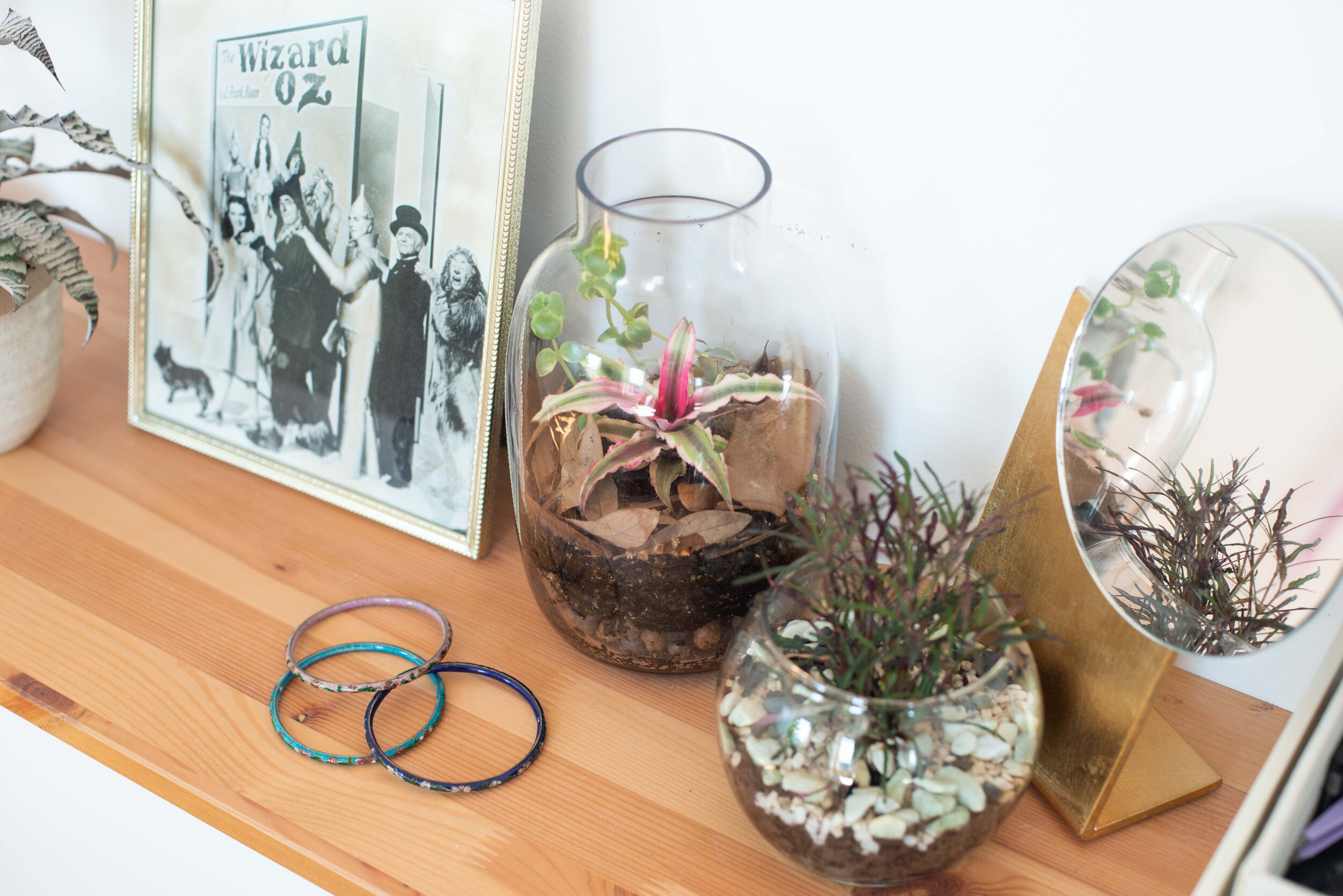 Terrariums are planted with a variety of humidity-loving plants. Most terrariums require similar care.