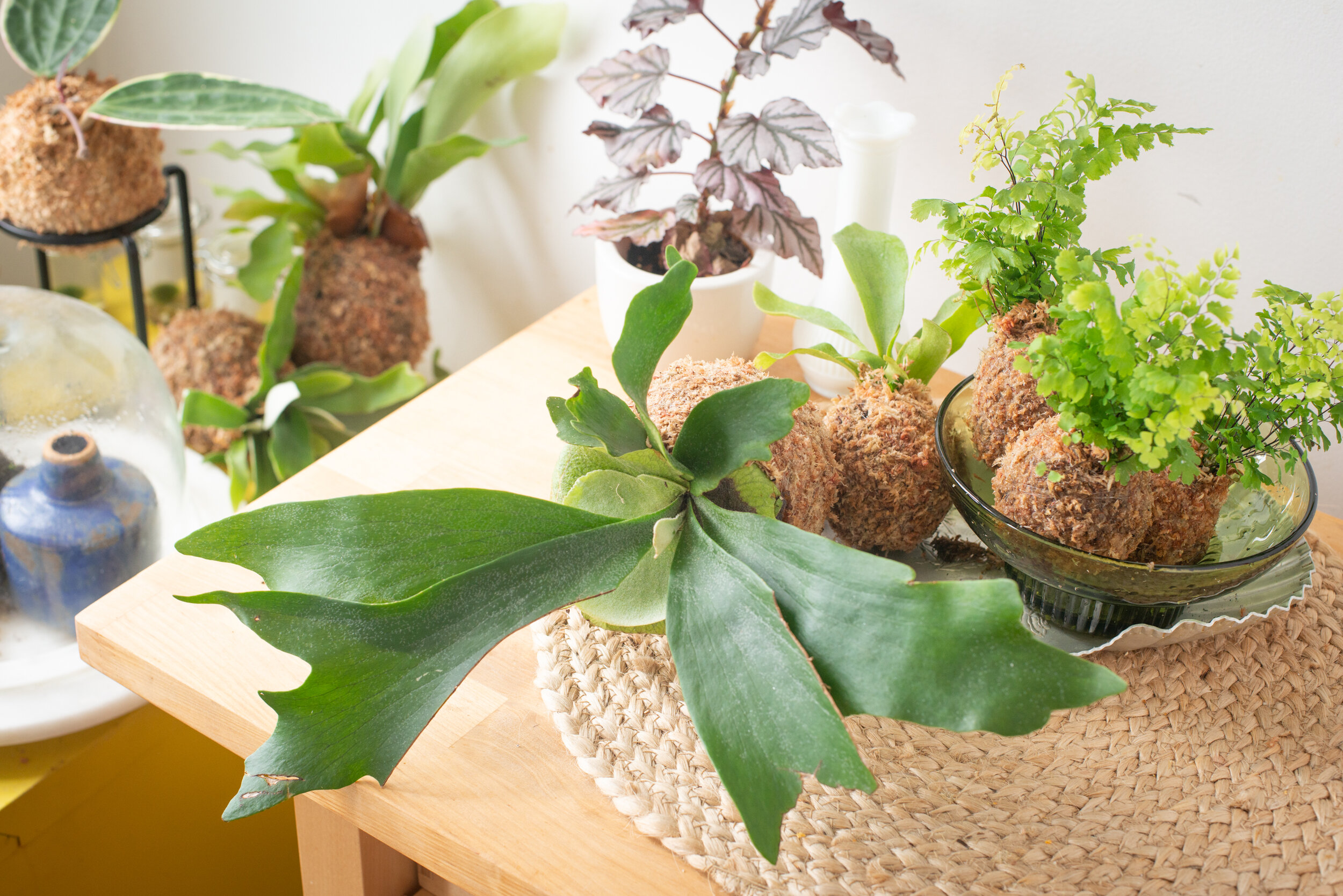 Originating in Japan, a 'kokedama' is a plant housed in a ball of soil or sphagnum moss. Click the button below to learn about care specific to your species.