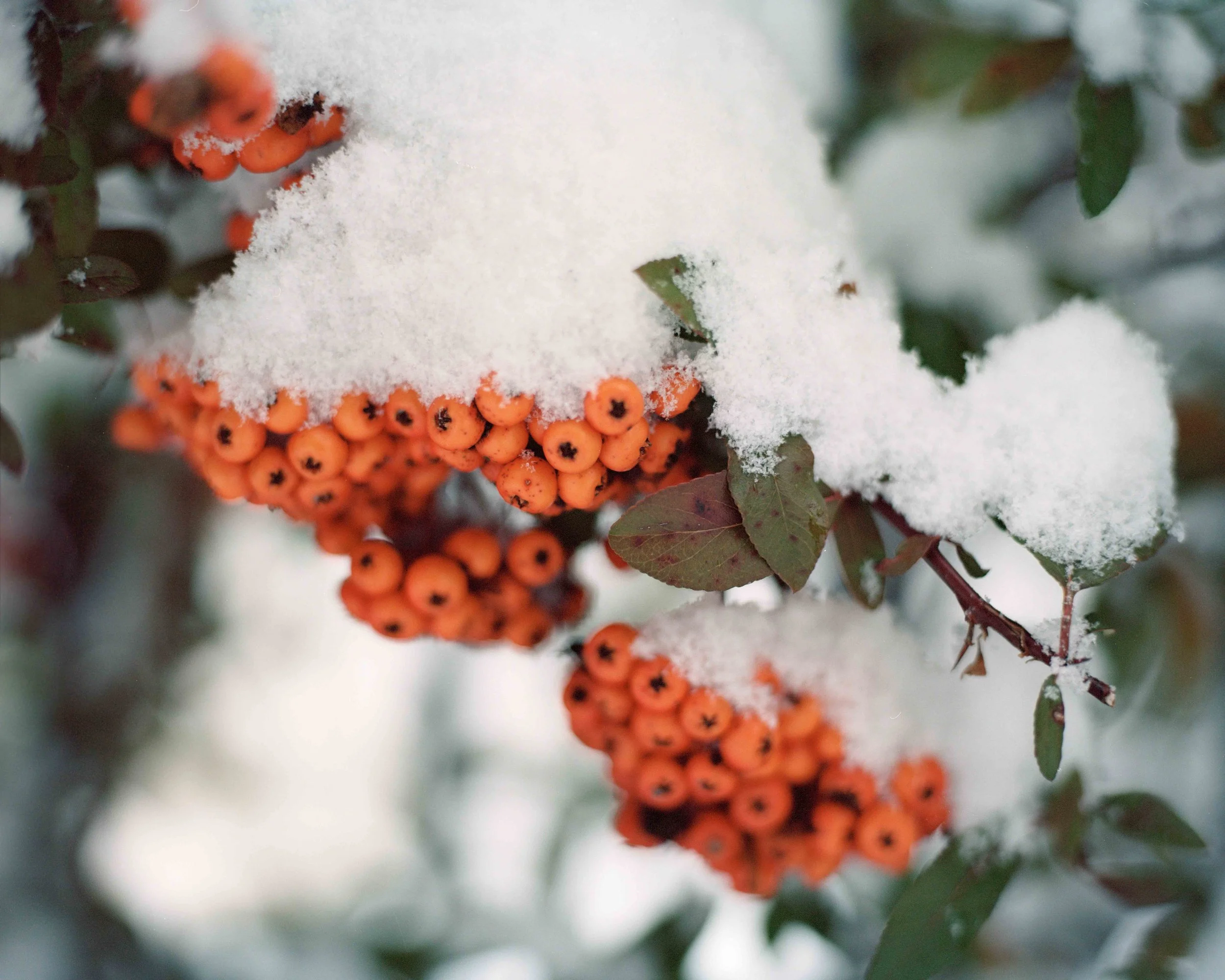Snowberries