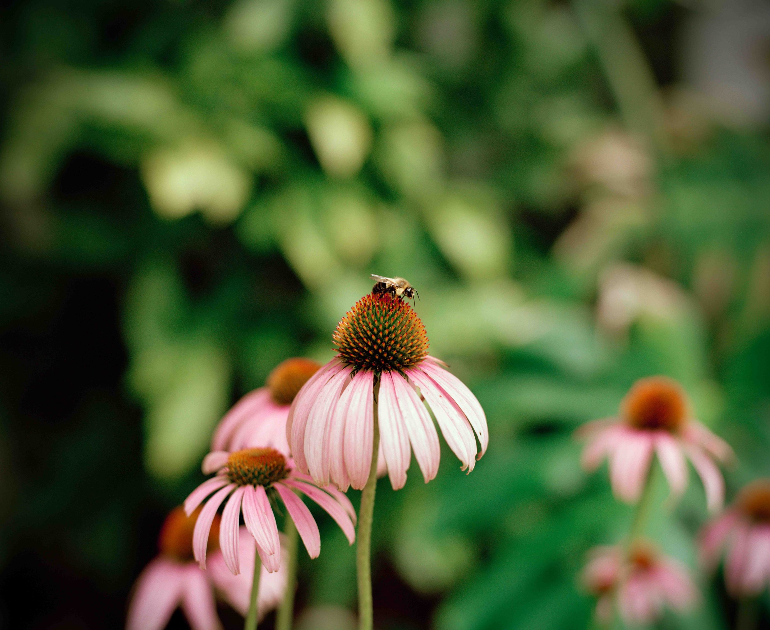 Little Bee