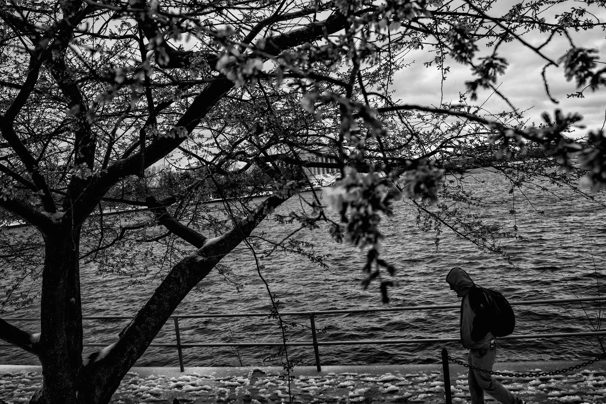 A visitor walks by a cherry blossom tree near the Tidal Basin on March 14, 2017. Unusually cold weather severely limited the number of trees that blossomed.