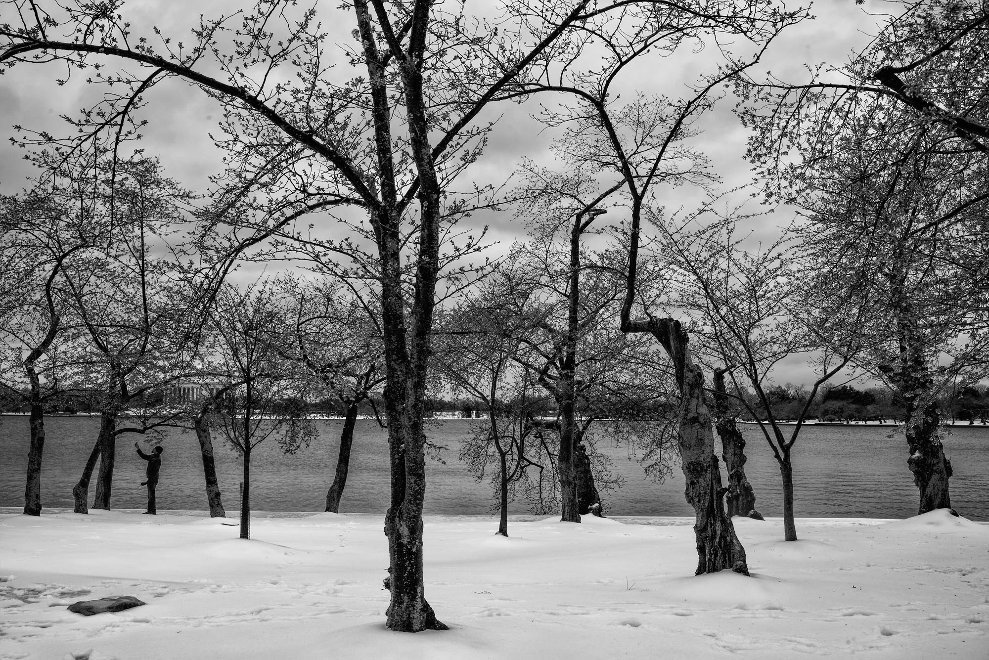 A visitor walks by a cherry blossom tree near the Tidal Basin on March 14, 2017. Unusually cold weather severely limited the number of trees that blossomed.