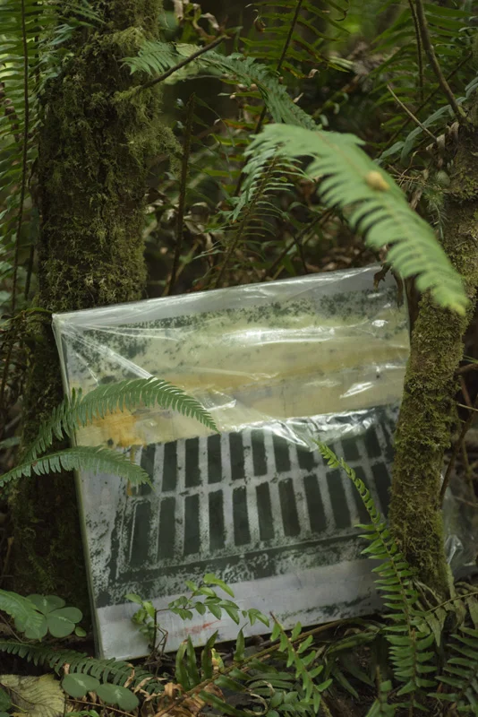 #41, "Great." Skunk Cabbage Trail, Redwood National Park.