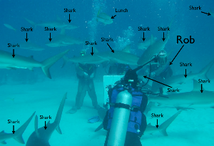 Rob with Sharks.png