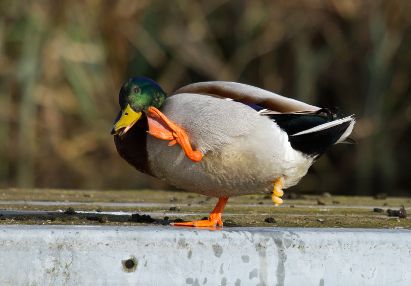 The mallard duck has a corkscrew penis