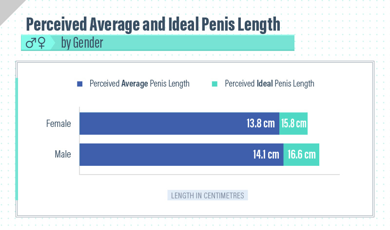 How to measure your penis size step by step guide