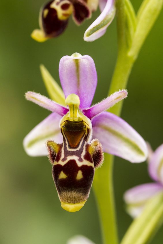 Bee orchid. Sexual deception.