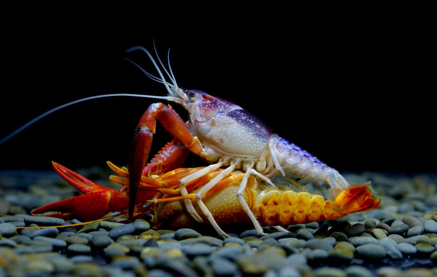 Crayfish breeding in an aquarium.