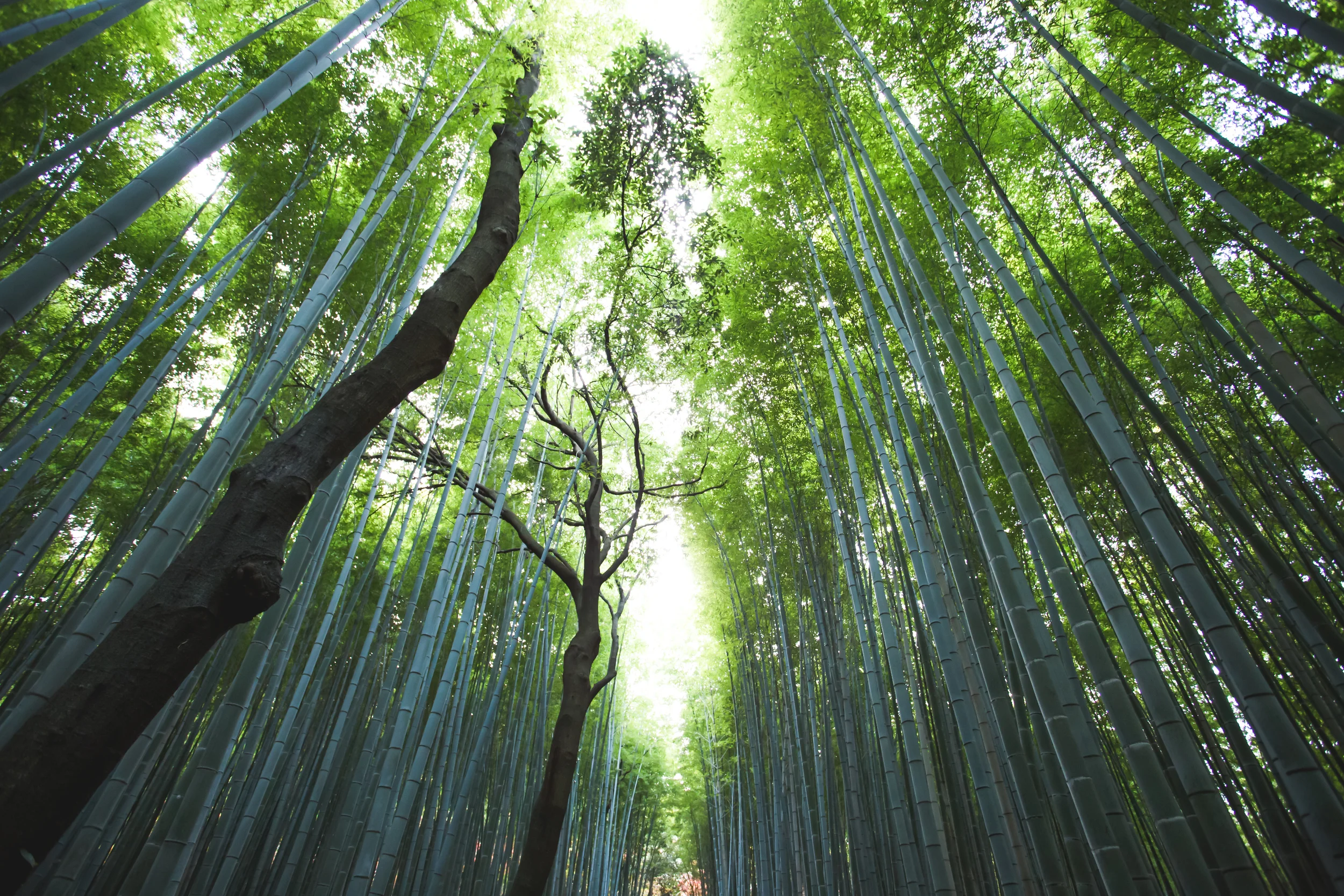 On Finding Purpose; Redwoods and Esalen