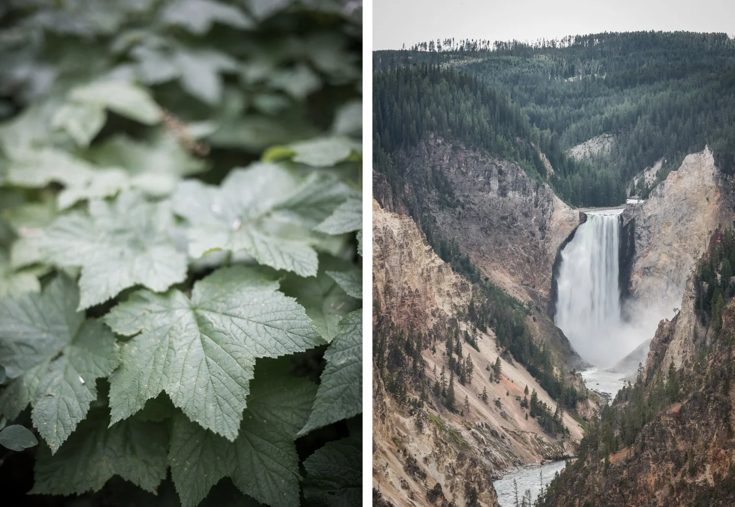Yellowstone_007.jpg