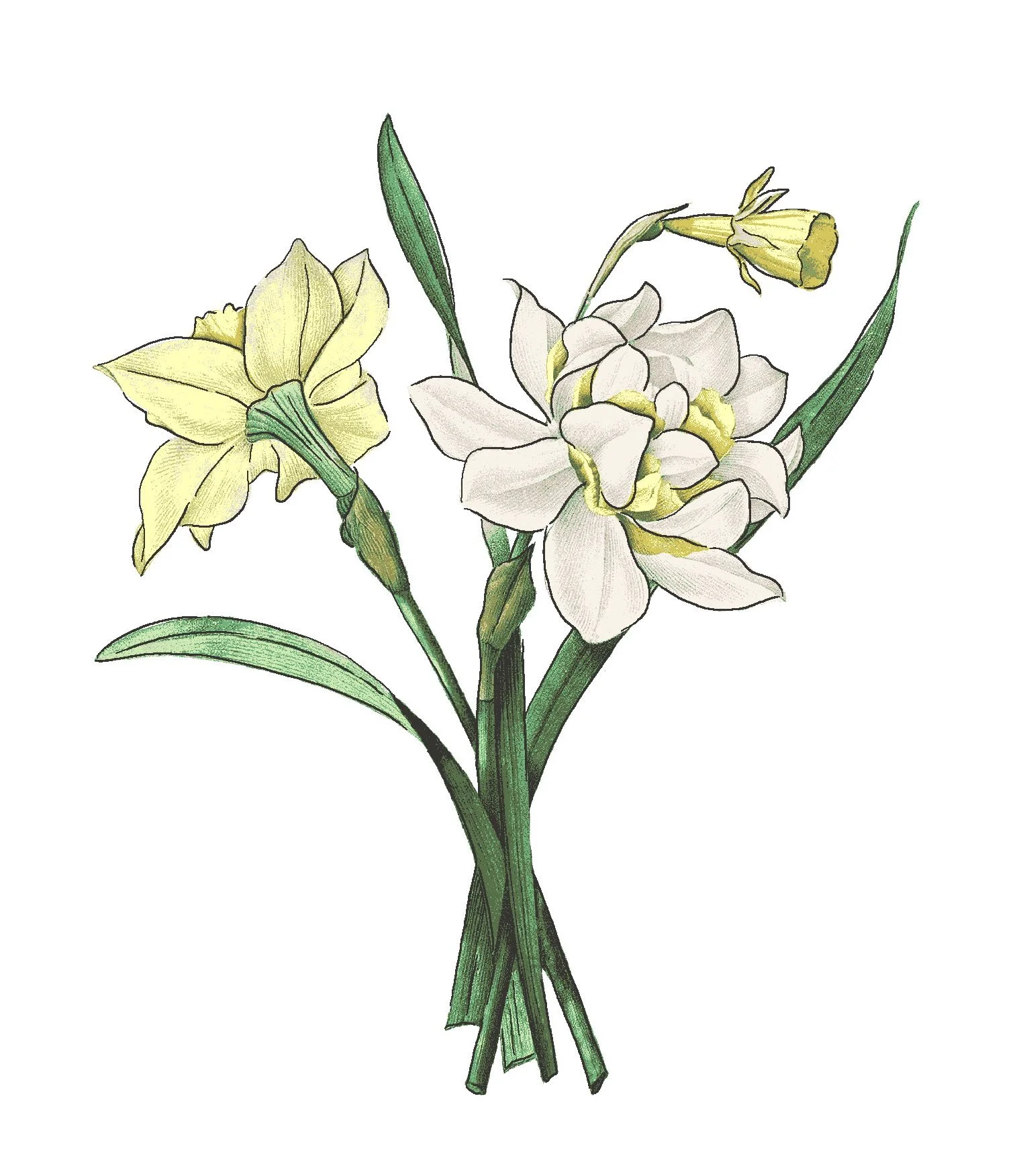 Daffy.jpeg