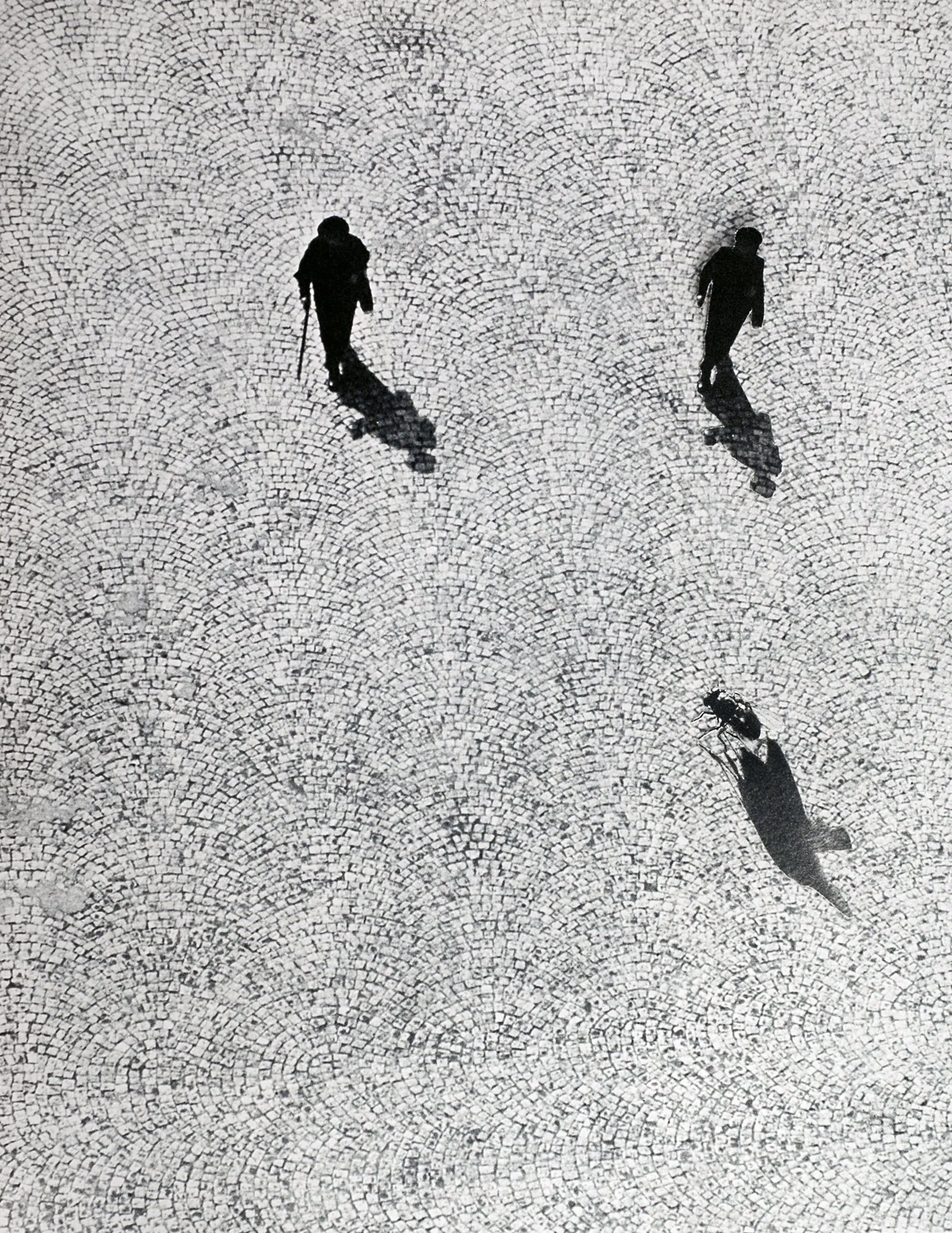 young man, old man, and a fly.jpeg