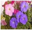  Petunia Choose from Mix, White, Red, Purple, Pink 