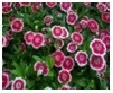 Dianthus Choice : Mix