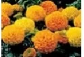  Marigold (Large Head) Choose from Mix, Orange, Yellow 