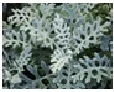  Dusty Miller Choice : White