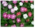  Vinca (Periwinkle) Choose from Mix, Pink, Lavender, White, Purple