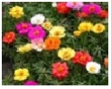  Portulaca Choice : Mix