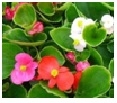 Green Leaf Begonia Choose from Mix, Rose, Red, White 