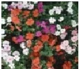  Impatiens Choice : Mix
