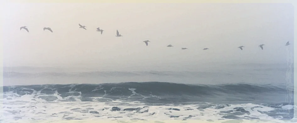 birds.jpg