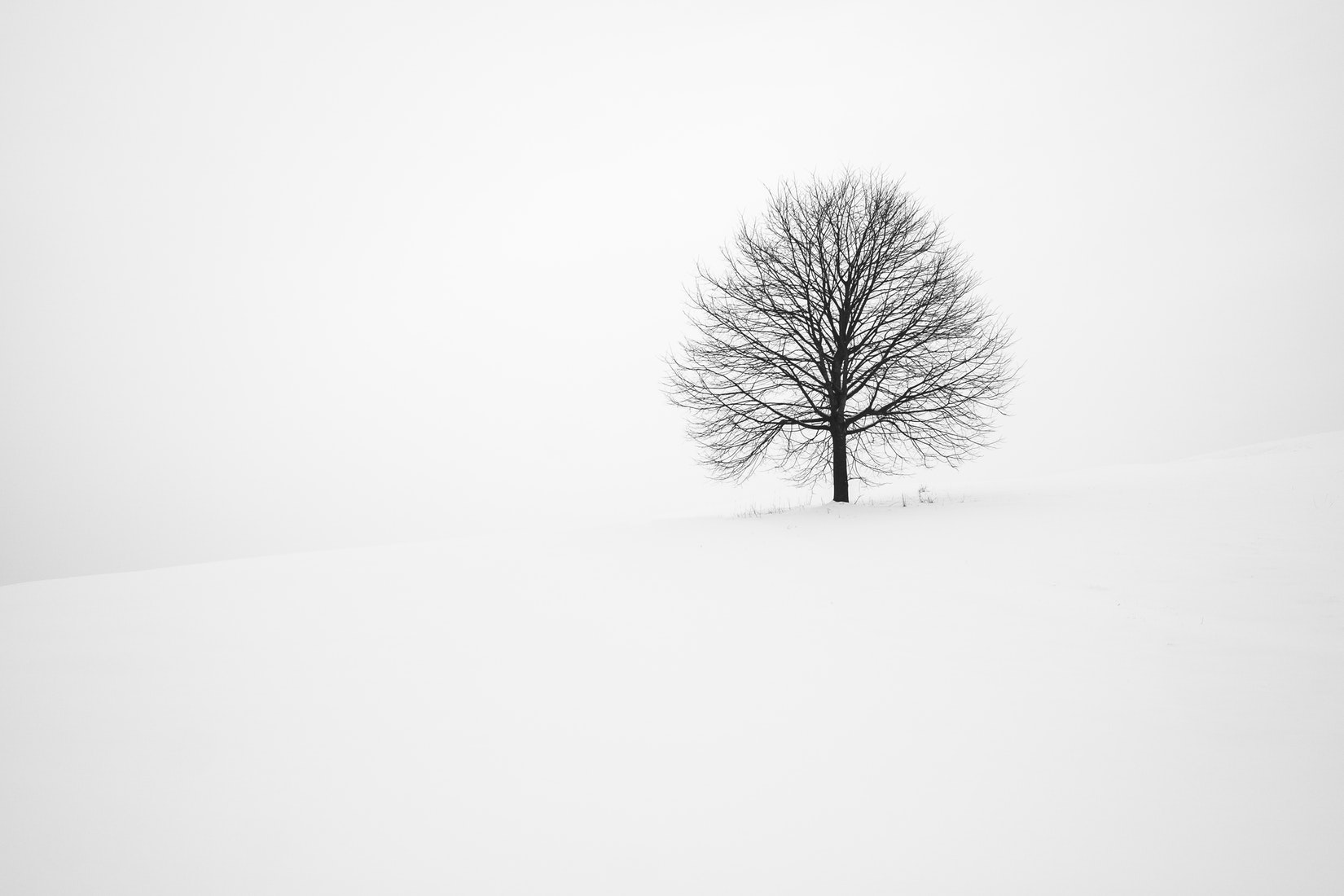 winter tree.jpeg