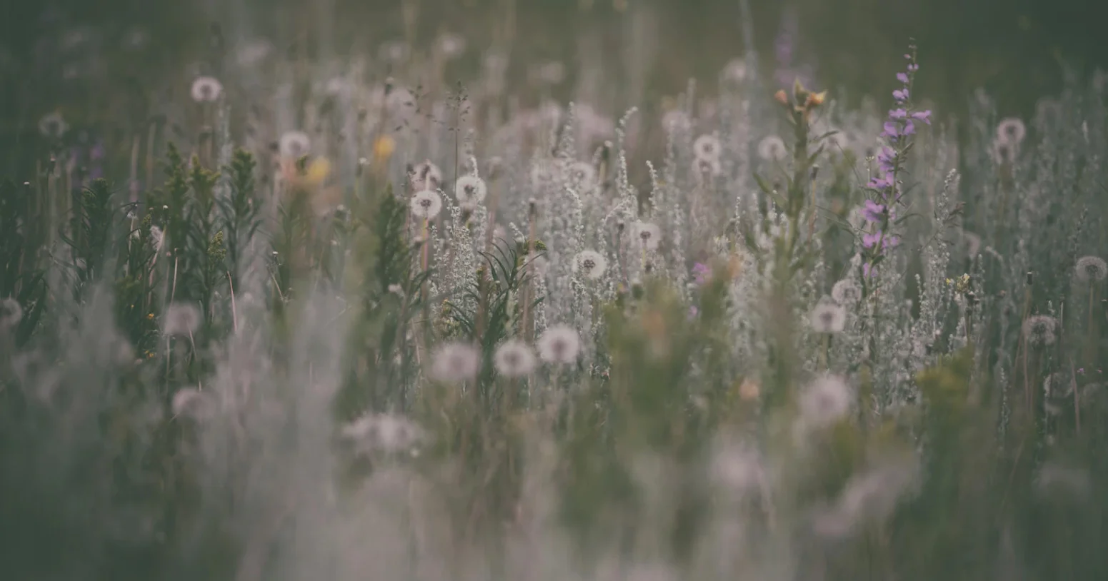 header-summer.jpg