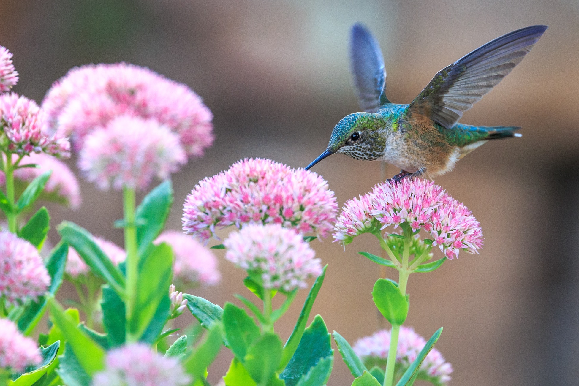 hummingbird.jpeg