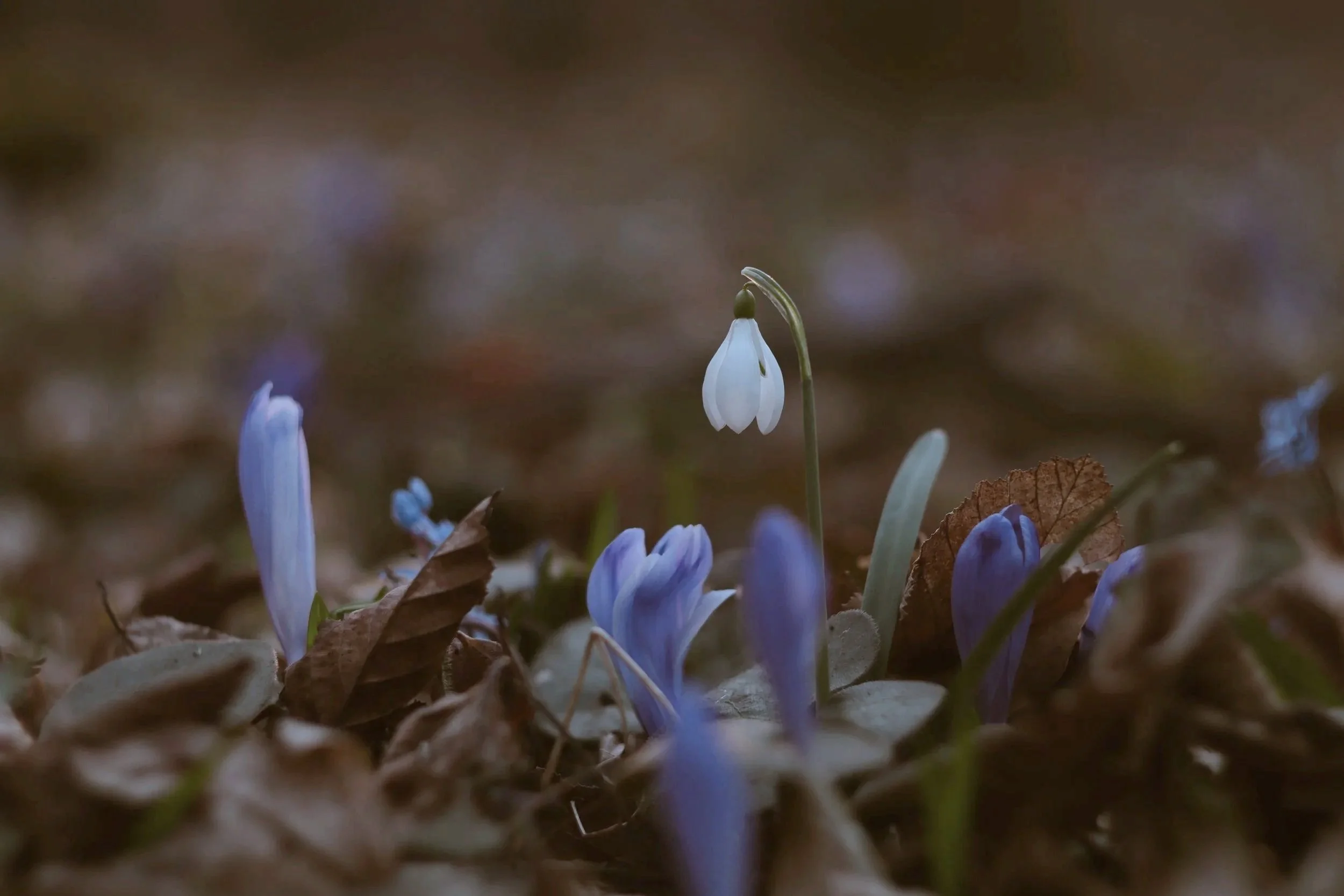 Message from Father Gagné - EASTER 2026