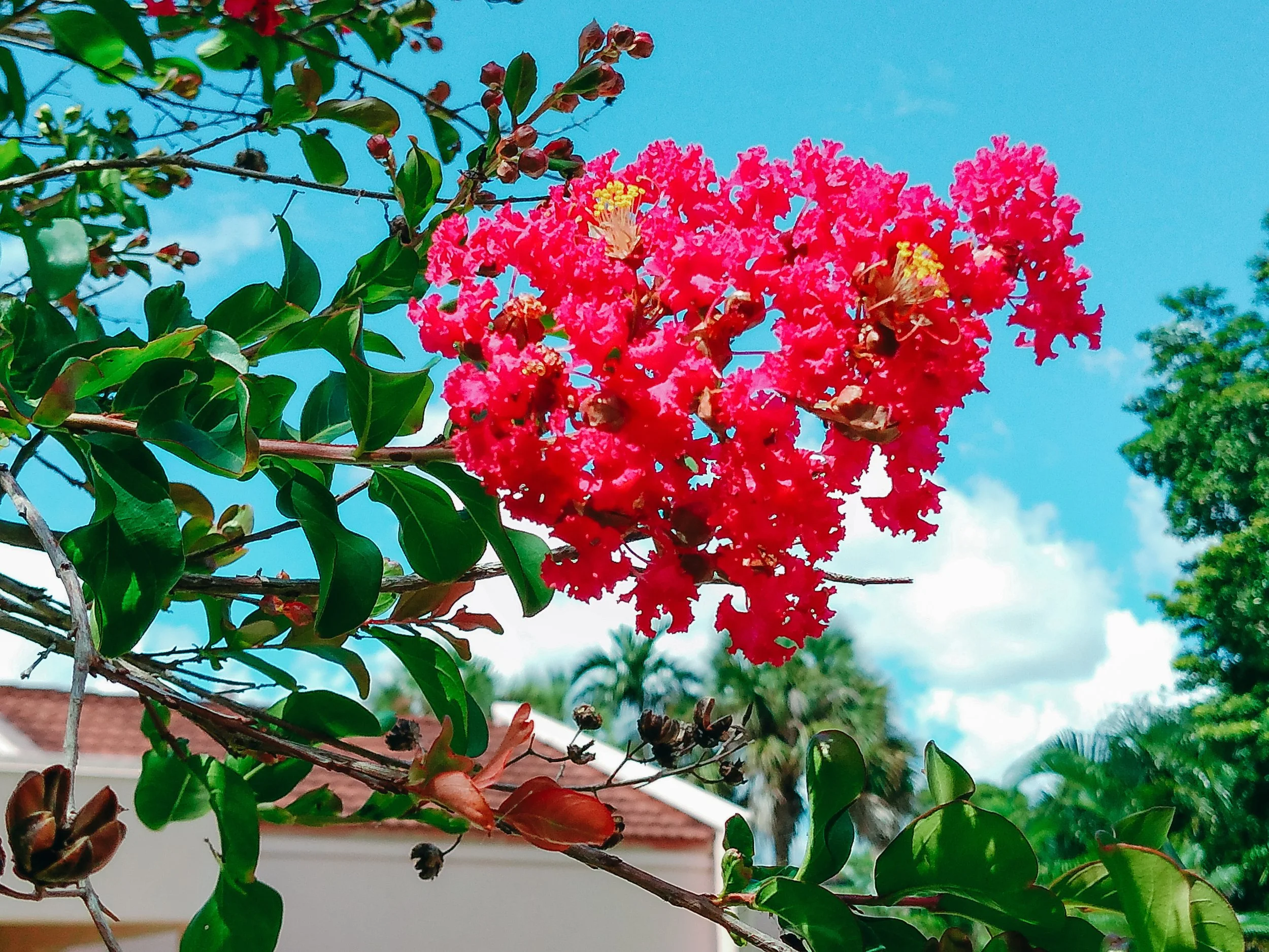 TSP8.Wexler.WestPalmBeachUSA.WPBParksRec.CalvinGaughan.21.jpeg